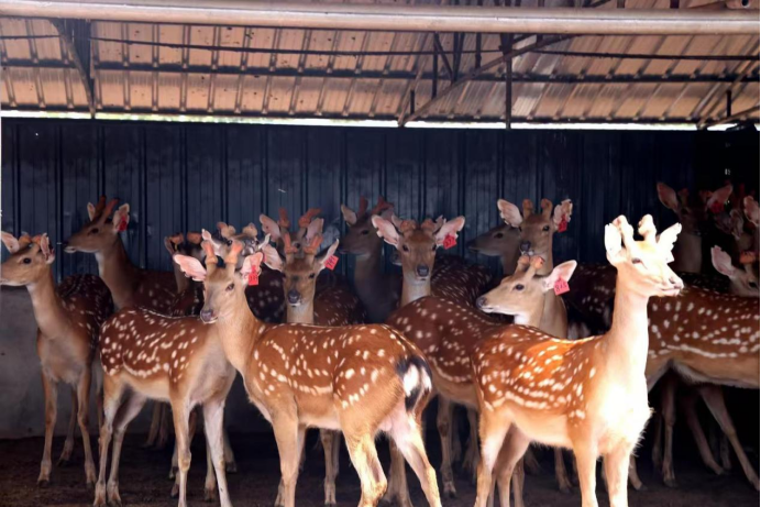 鹿血制品市场快速增长，成为滋补养生热门品类