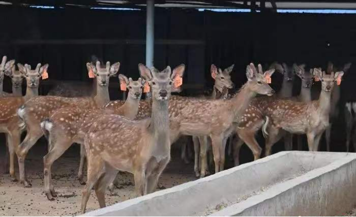 鹿产品行业标准不断完善，高质量发展成为行业共识