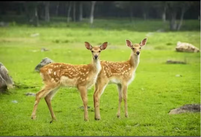 农文旅融合加速鹿产业迎来体验经济新风口